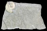 Ammonite (Promicroceras) Fossil - Lyme Regis #102882-1